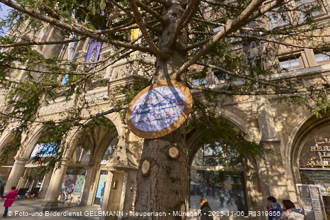 06.11.2025 - Weihnachstbaum auf dem Marienplatz